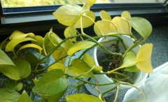 綠植葉子發黃的原因以及治療方法