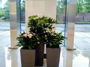 寫(xiě)字樓大廳粉掌組合盆租賃案例