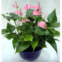 發財樹落葉的原因都有哪些？