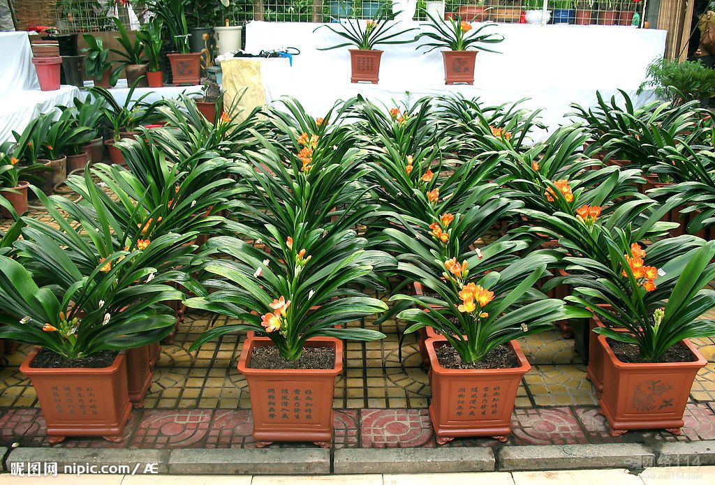 北京辦公室花卉租擺公司辦公室綠植租擺公司哪家靠譜？