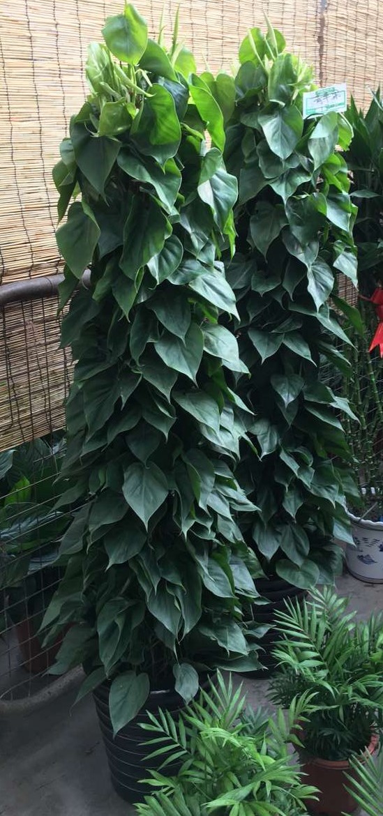 北京喜蔭花卉盆栽養(yǎng)護(hù)方法有哪些？