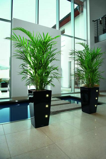 花卉常見的病蟲害以及治療方法都有哪些？