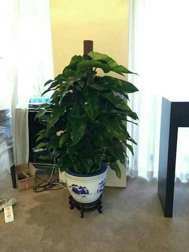 北京花卉租賃為什么對企業更劃算？