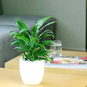 綠植租賃公司挑選時(shí)需要留意哪些事宜？