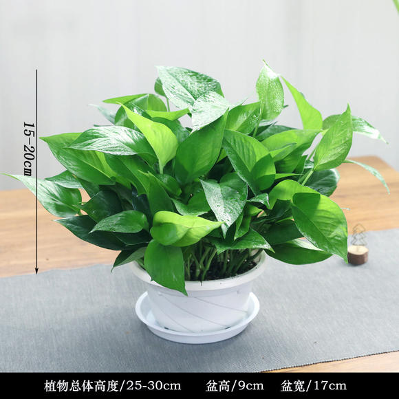 北京自己家里適合孩子養的花卉綠植