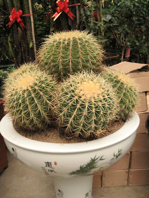 室內(nèi)花卉租擺應(yīng)該精心挑選，以保護(hù)健康