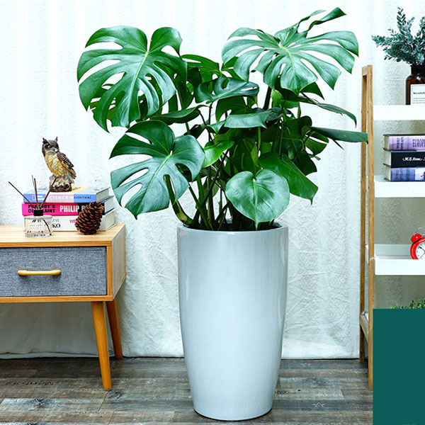 花卉租賃-紅楓盆景怎么養？6個小細節養出美麗紅楓！