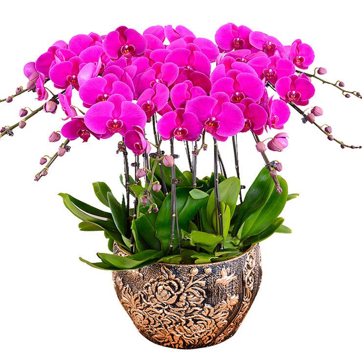 北京花卉養護公司-蝴蝶蘭