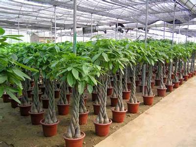 庭院綠植種植養護的七個技巧