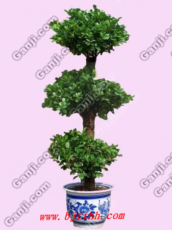 北京花卉綠植養護-榕樹黃葉掉葉怎么辦