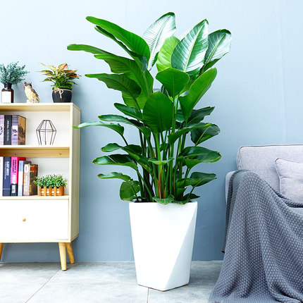 大型蒲葵北京花卉租賃綠植如何擺設呢？