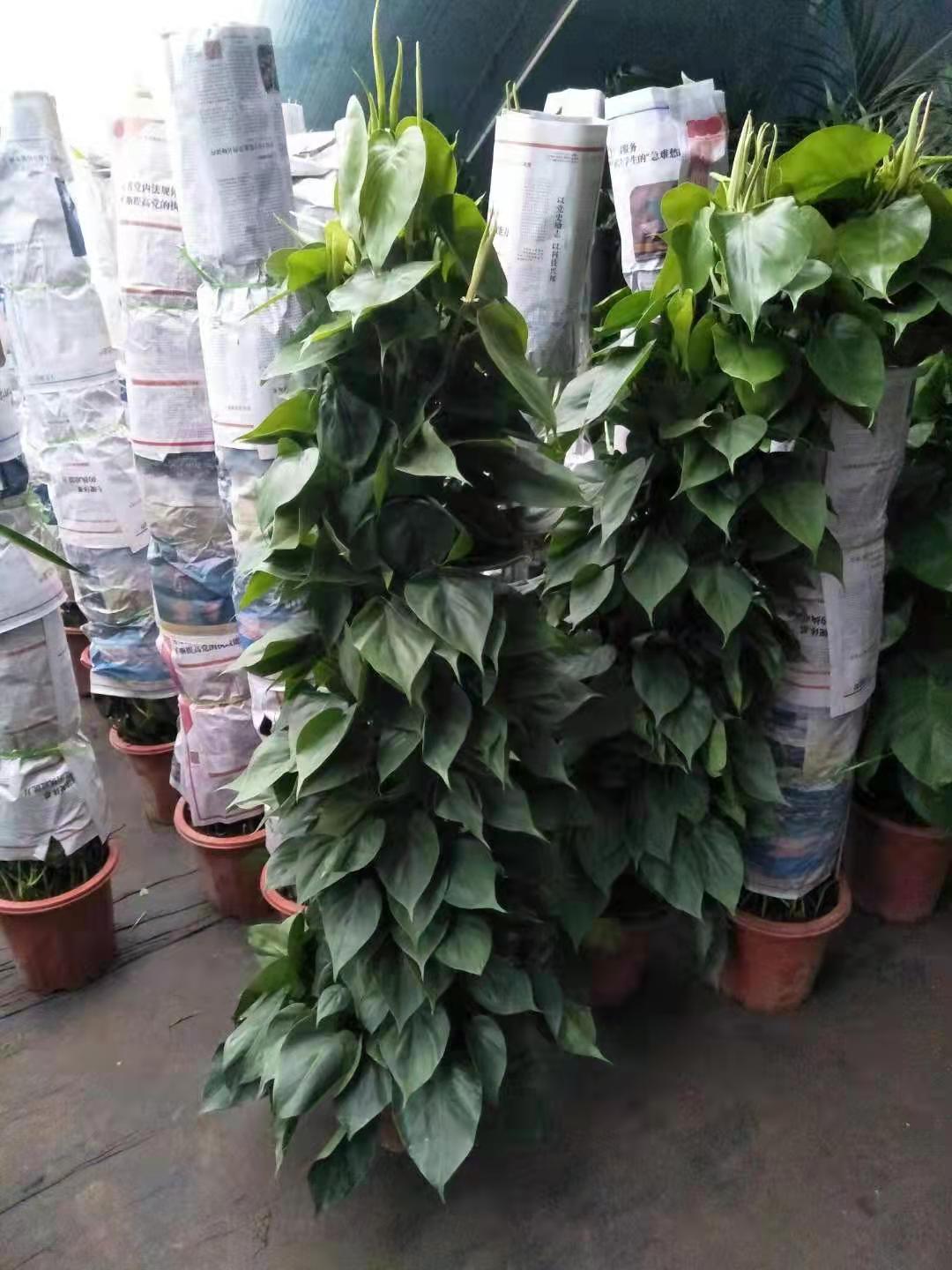 北京綠植養(yǎng)護主要做什么？