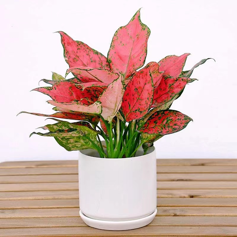 北京花卉公司如意專業養護