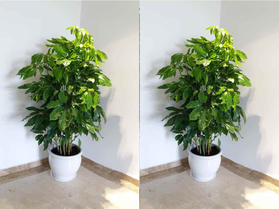 西城區寫字樓綠植租賃公司