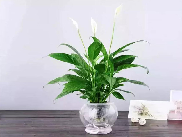 北京綠植租擺：萬年青的養殖方法和注意事項