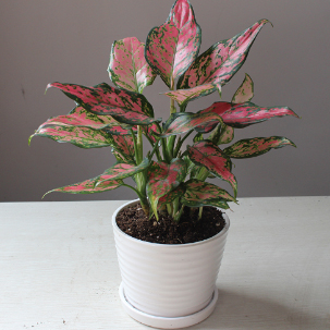 北京世紀匯通園藝有限公司主營業務