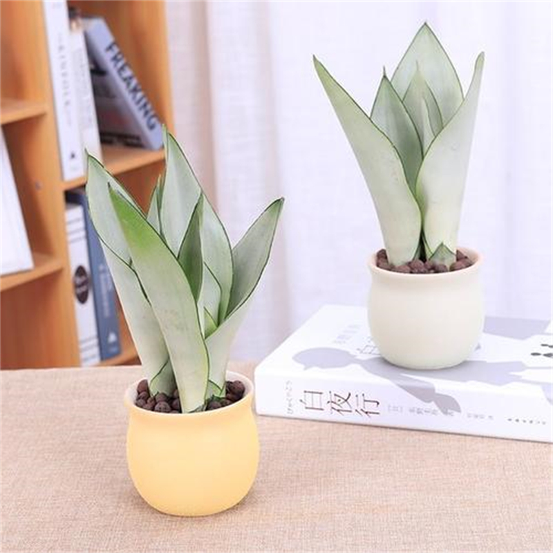 花卉租擺這8種花一點都不矯情，越窮養越壯實！