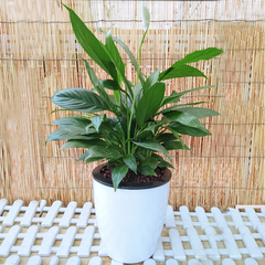 家里綠植花卉怎么養護才能生長良好