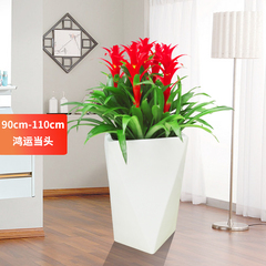 大興植物租擺公司辦公室綠色植物租賃公司綠籬養護