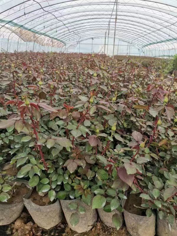 盆栽月季都很難養(yǎng)活，主要是和這4點(diǎn)有關(guān)，解決好輕松養(yǎng)殖