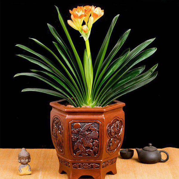 北京花卉租賃養護出售：君子蘭的養護方法有哪些？