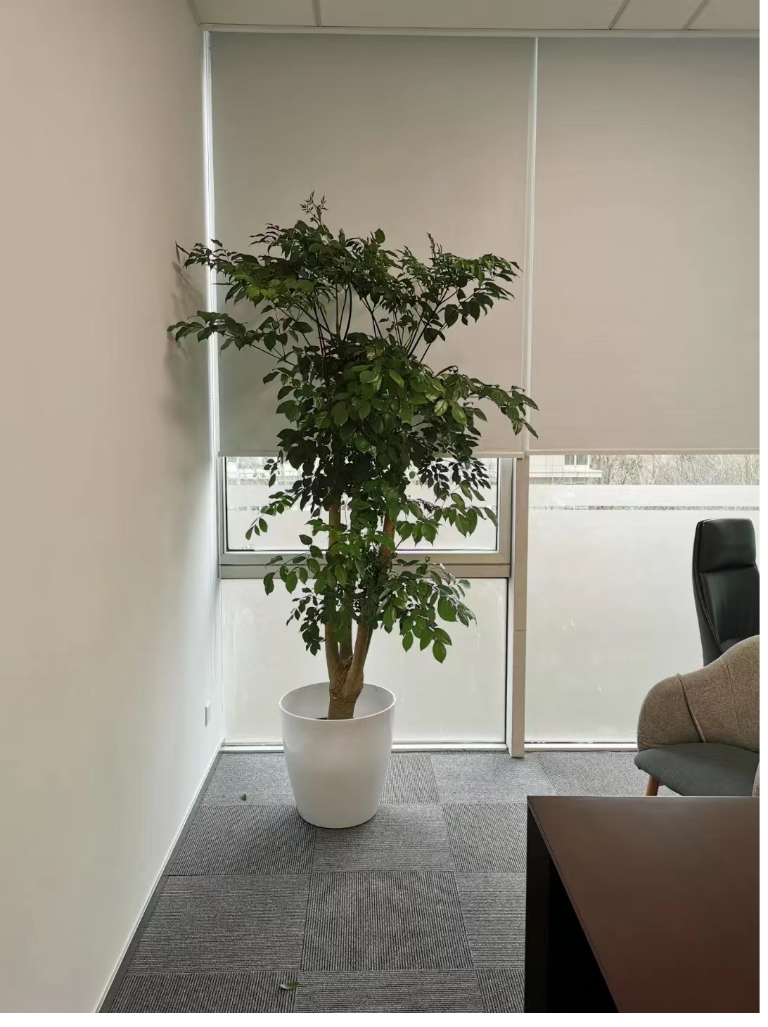 什么植物北京比較好養護