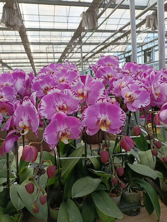 海淀區綠植租賃公司    海淀區綠植租擺公司    海淀區租花公司