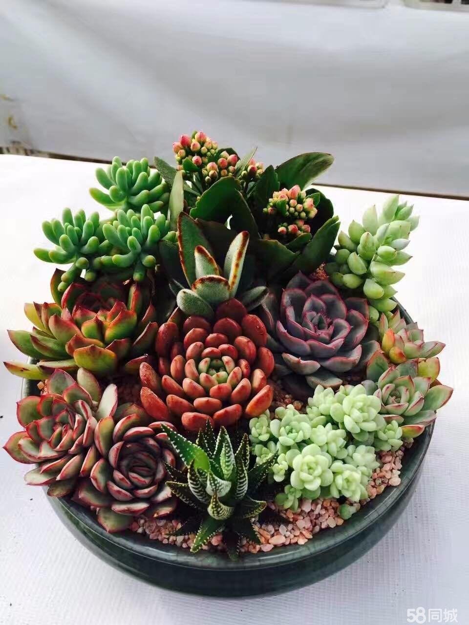 多肉植物松塔一樣的瓦松要怎么養護？有哪些養護方法