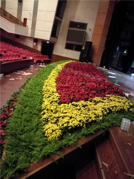 北京花卉植物菊花的種植簡單，記住這4點，開花更大