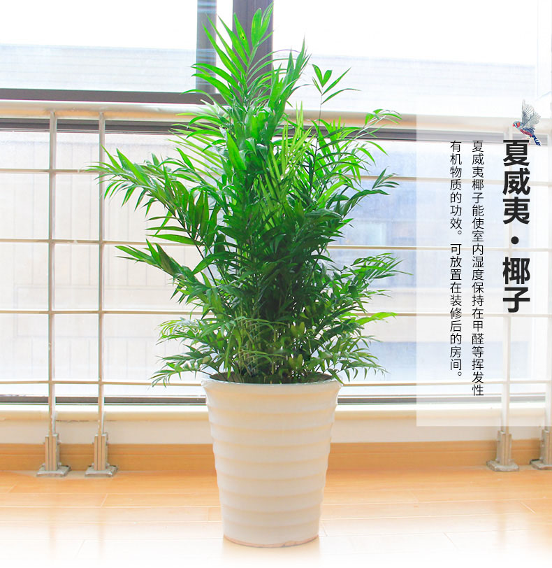 綠色植物鳳尾竹的報價鳳尾竹盆栽葉枯怎么辦？