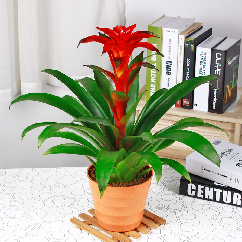 鴻運當(dāng)頭的養(yǎng)護知識