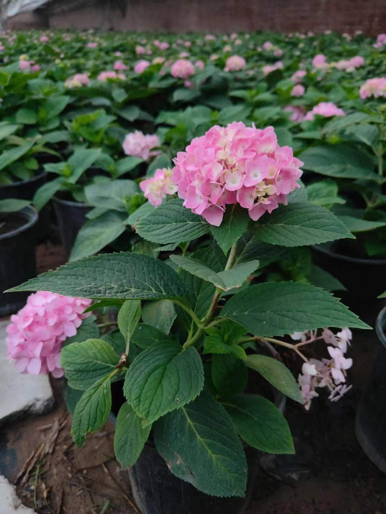 大麗花冬天如何養護的方法？