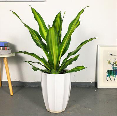 辦公室綠植租賃平臺如何選擇呢？有哪些注意事項呢？