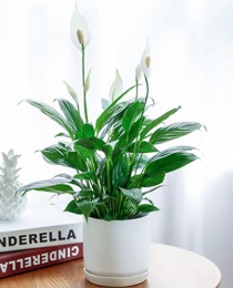 豐臺區辦公室花卉租擺公司