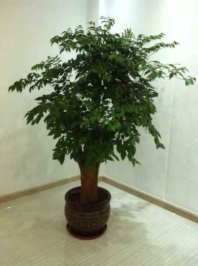 北京綠植租擺公司幸福樹怎么養護？