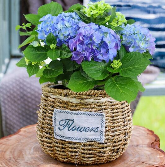 北京花卉公司盆栽桂花的養殖方法和注意事項