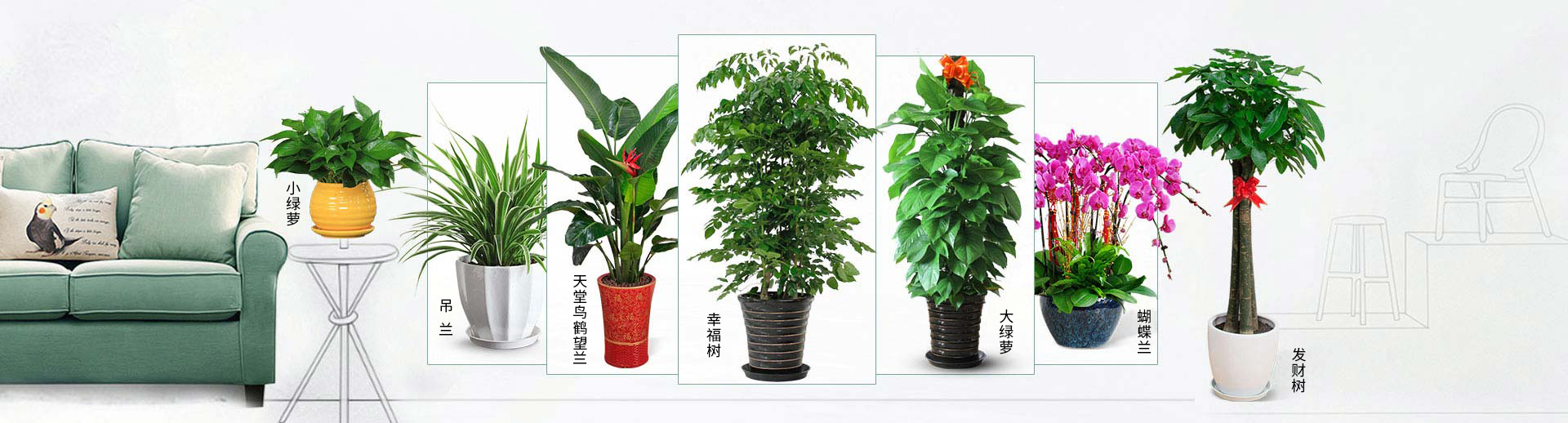 北京花卉租擺公司蝴蝶蘭的養護方法