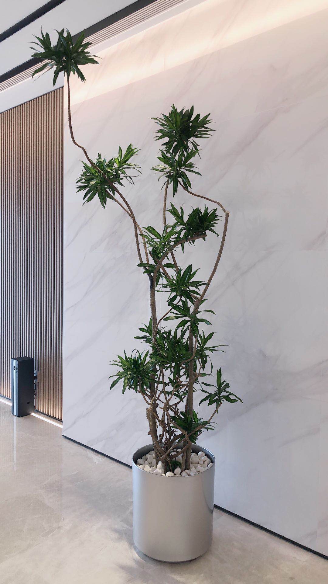 朝陽區綠植花卉公司朝陽區辦公室綠植租擺公司