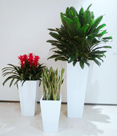 北京朝陽區辦公室寫字樓綠植租擺公司花卉租賃公司