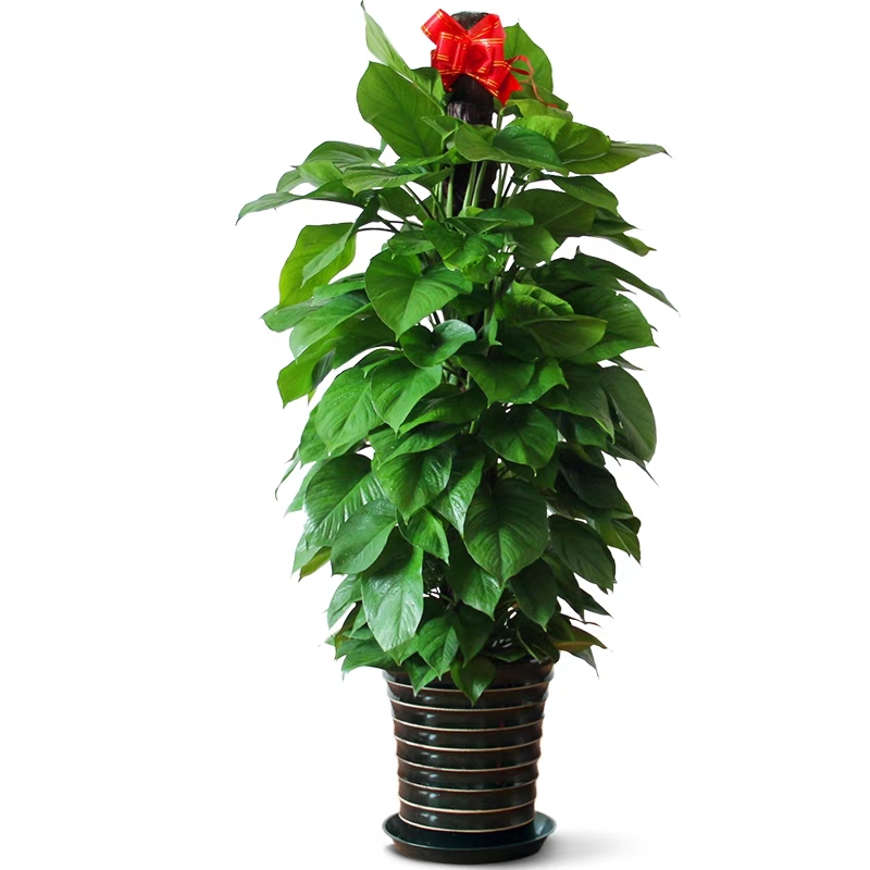 北京室內植物租擺公司