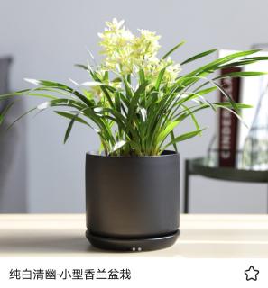 北京辦公室綠植租擺酒瓶蘭的養護