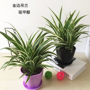 海淀區綠植租擺海淀區植物租賃海淀區辦公室花卉租賃養護