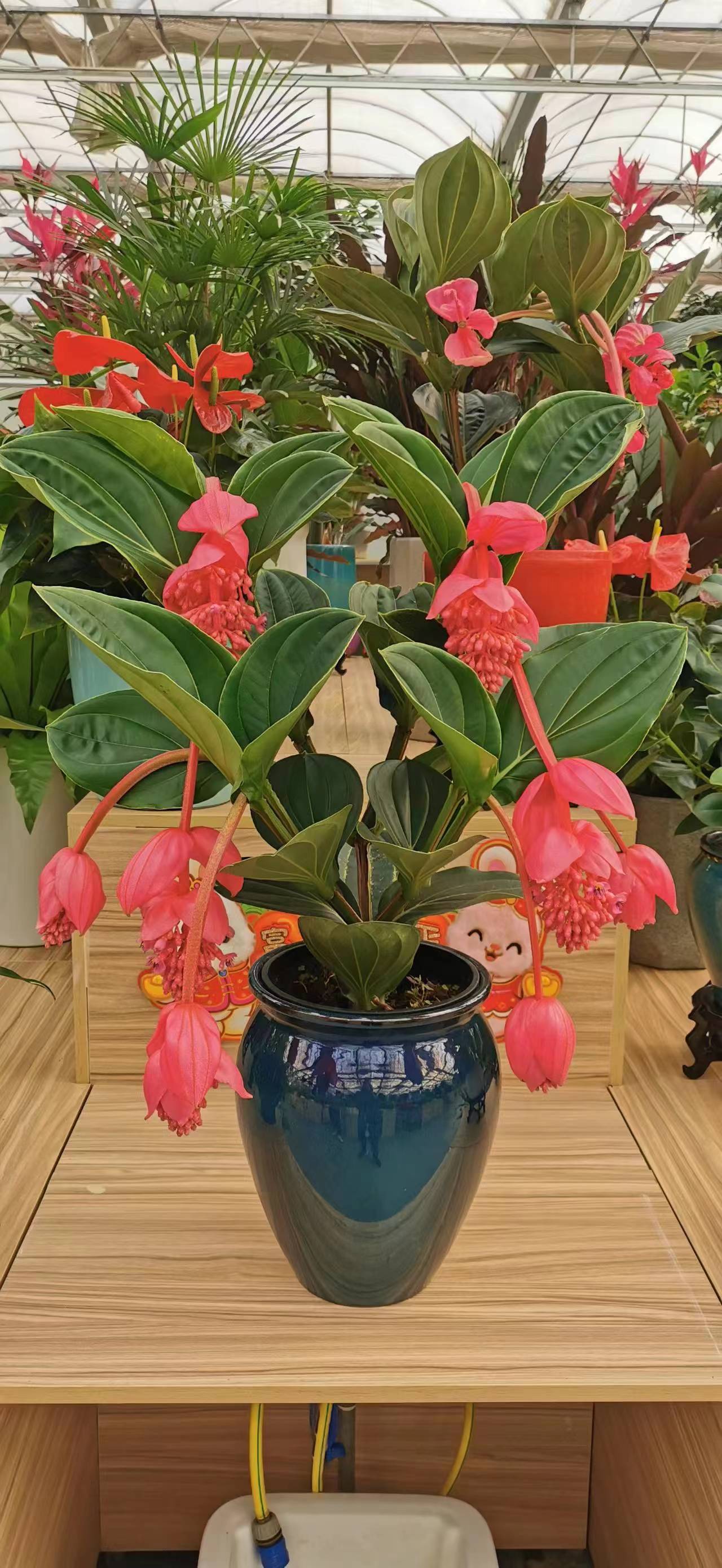 綠植租擺客廳最適合養(yǎng)的5種綠植美觀又凈化空氣