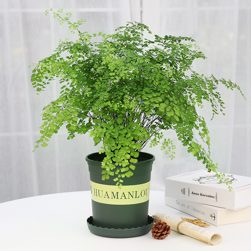 綠植租賃：不止于“租”，解鎖綠色經(jīng)濟新藍海