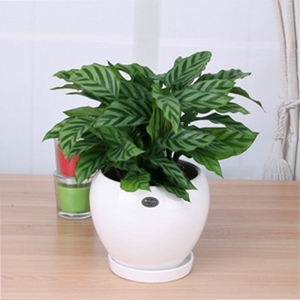 望京綠植租擺國貿(mào)綠植租擺朝陽區(qū)綠植租擺公司