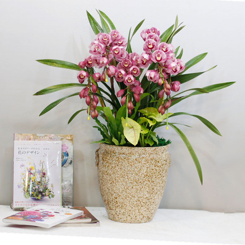 北京辦公室花卉租擺公司